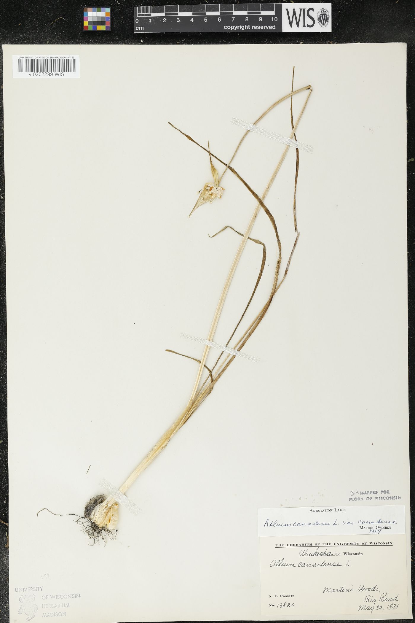 Allium canadense image