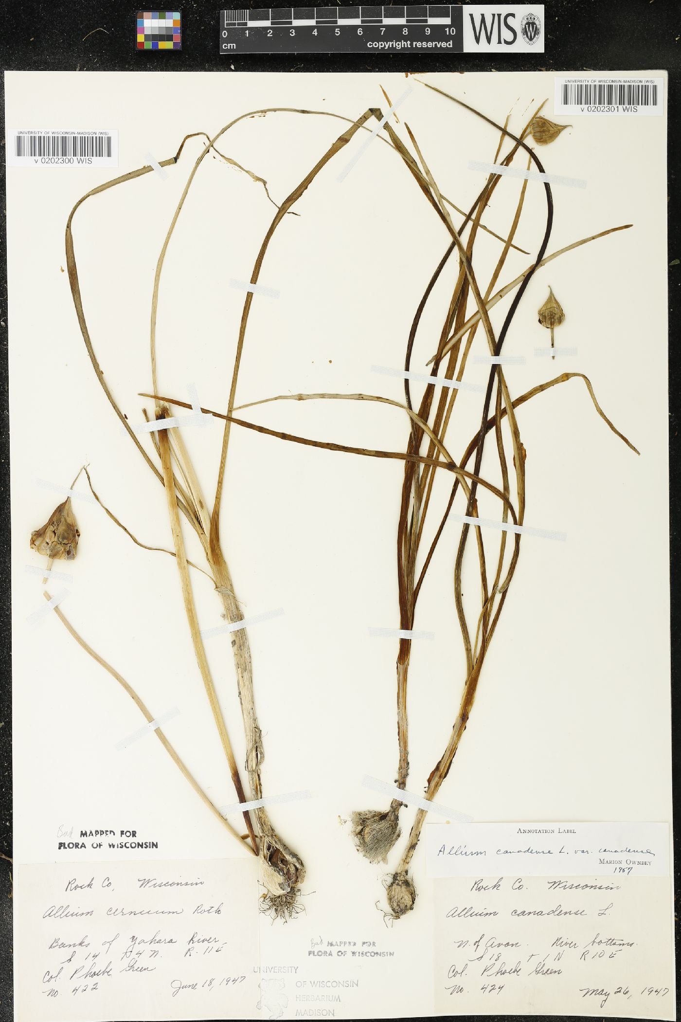 Allium canadense image