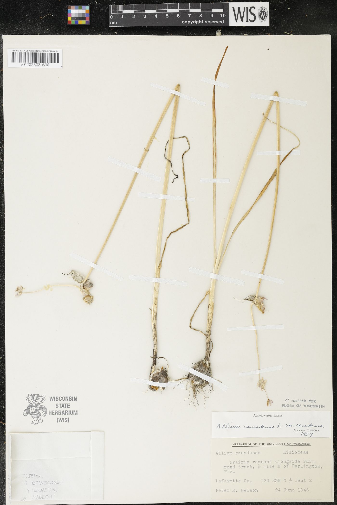 Allium canadense image