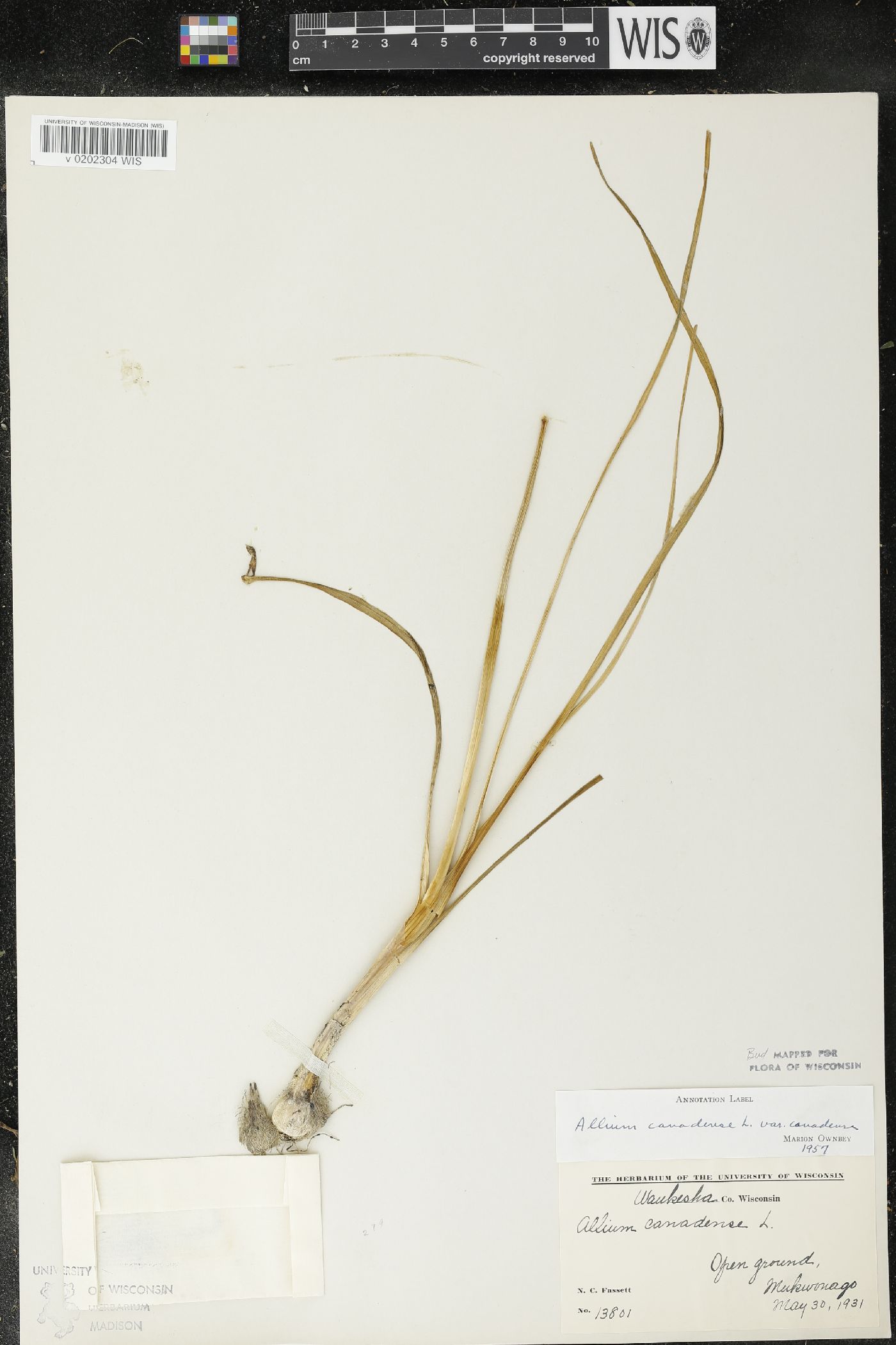 Allium canadense image