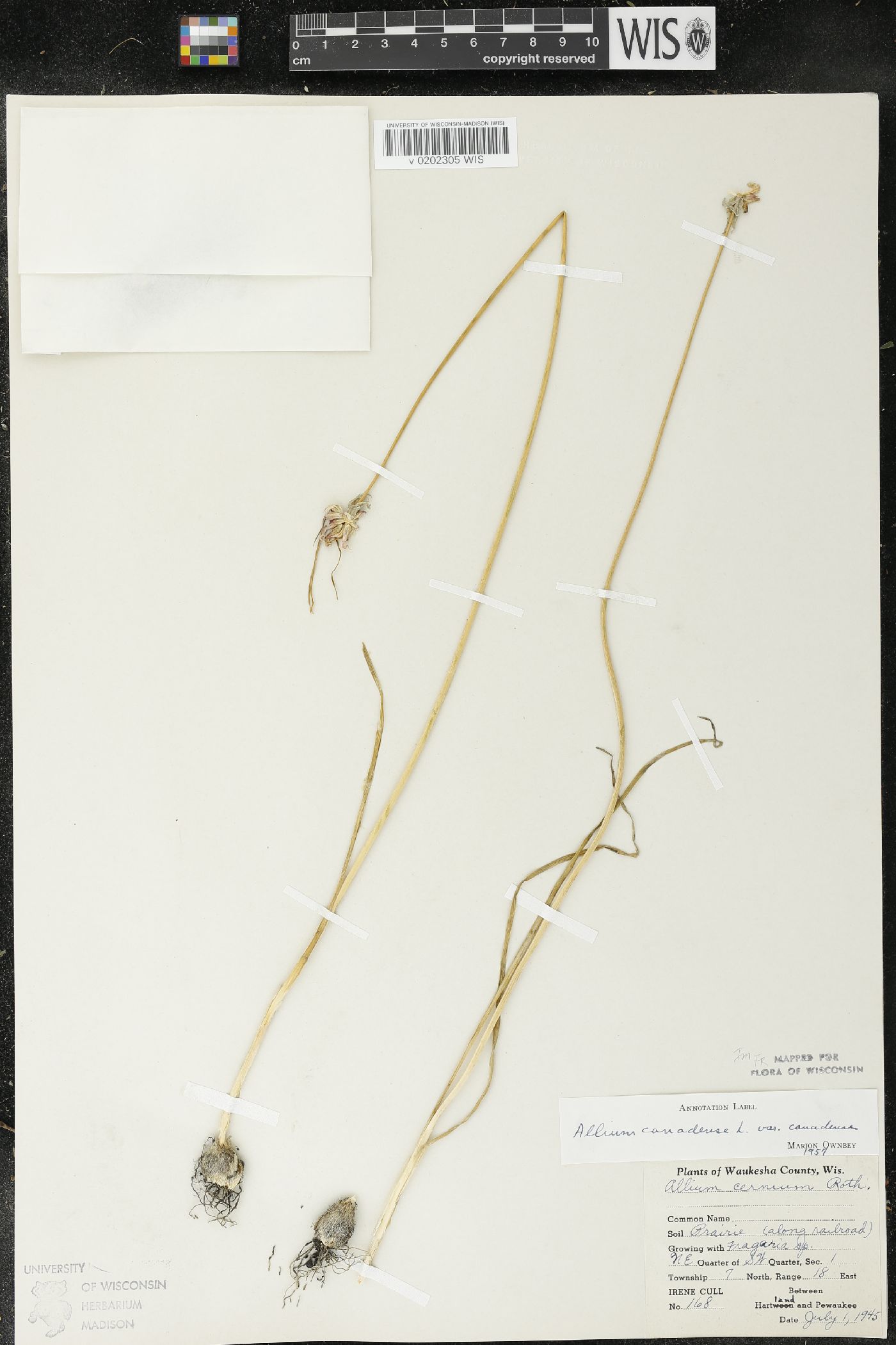 Allium canadense image