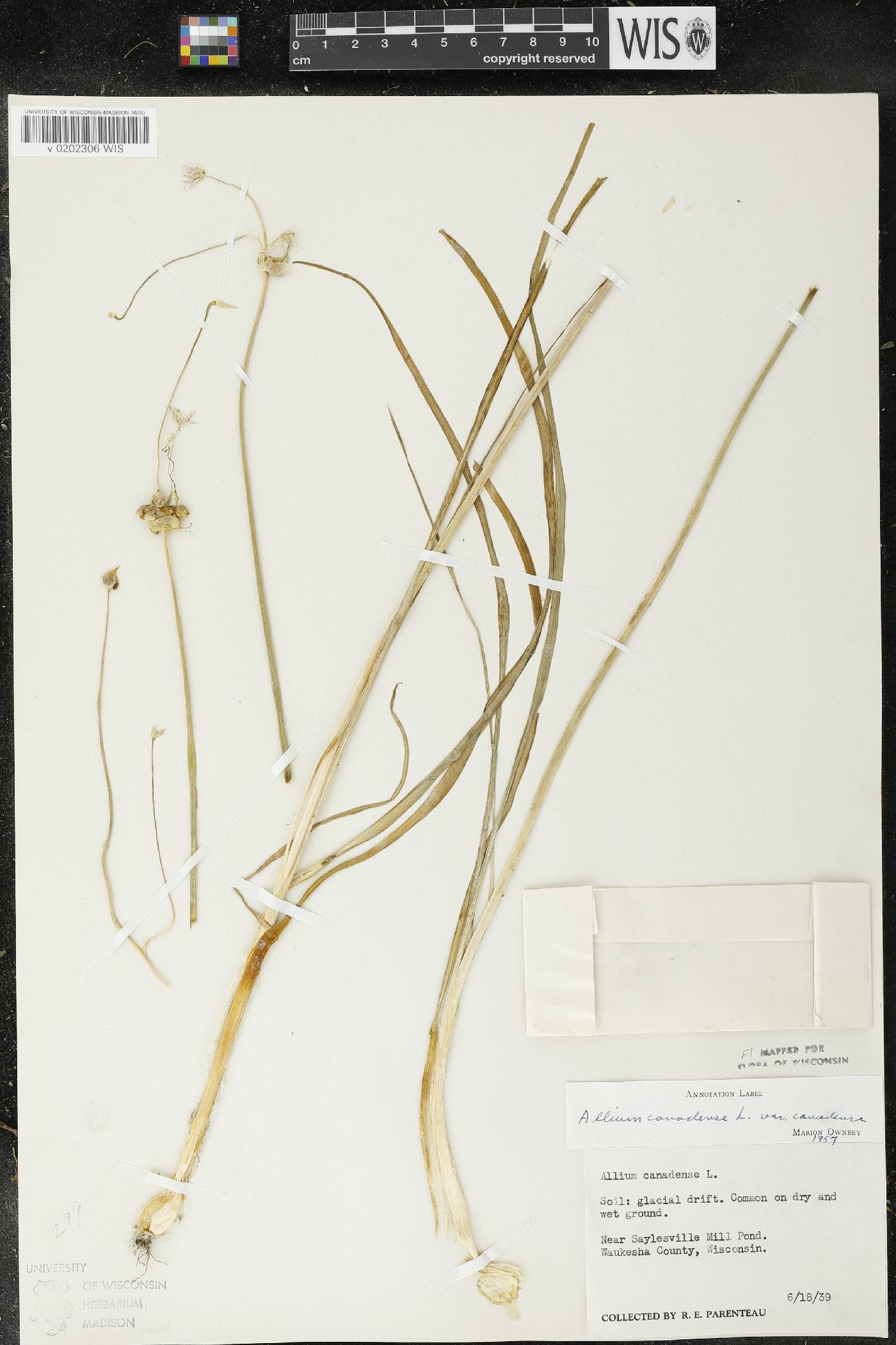 Allium canadense image