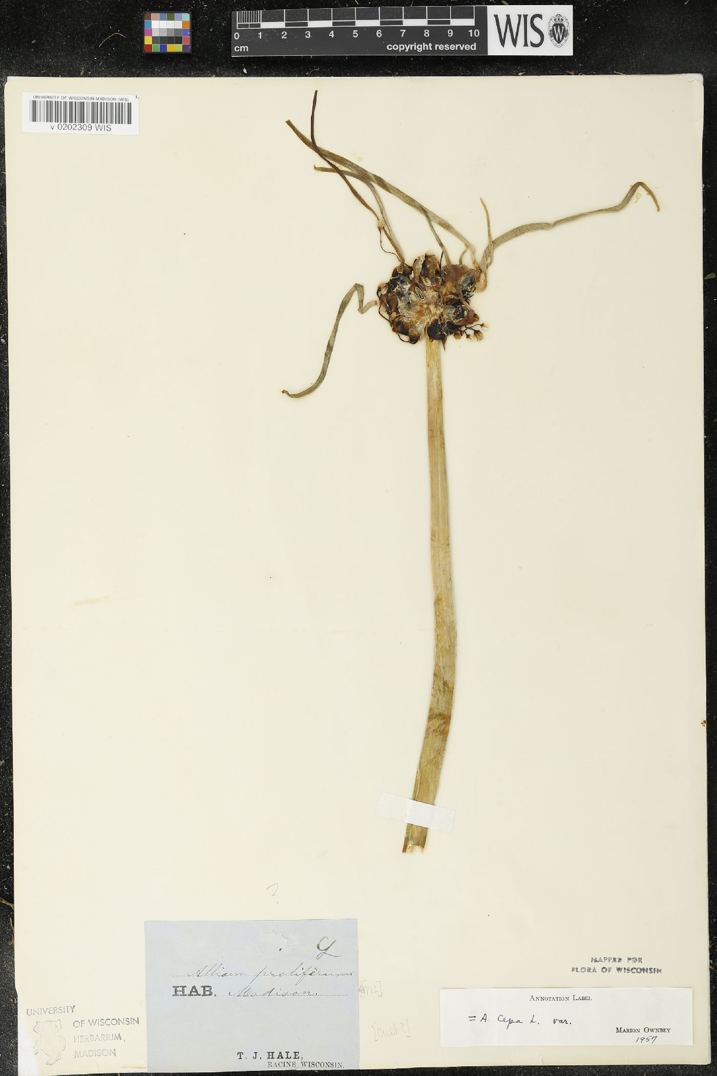 Allium cepa image