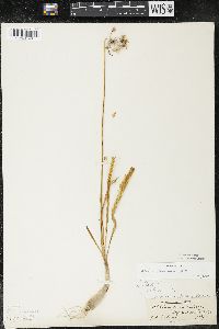 Allium cernuum image