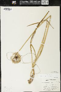 Allium cernuum image