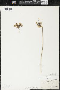 Allium cernuum image