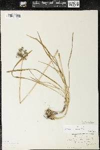 Allium cernuum image