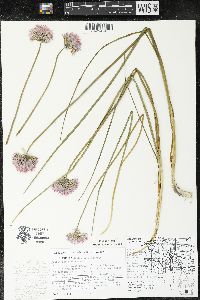 Allium schoenoprasum image