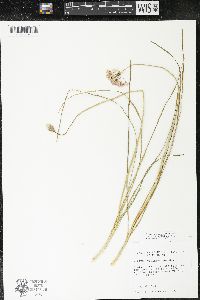 Allium stellatum image