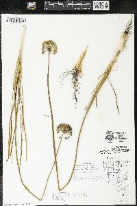 Allium stellatum image