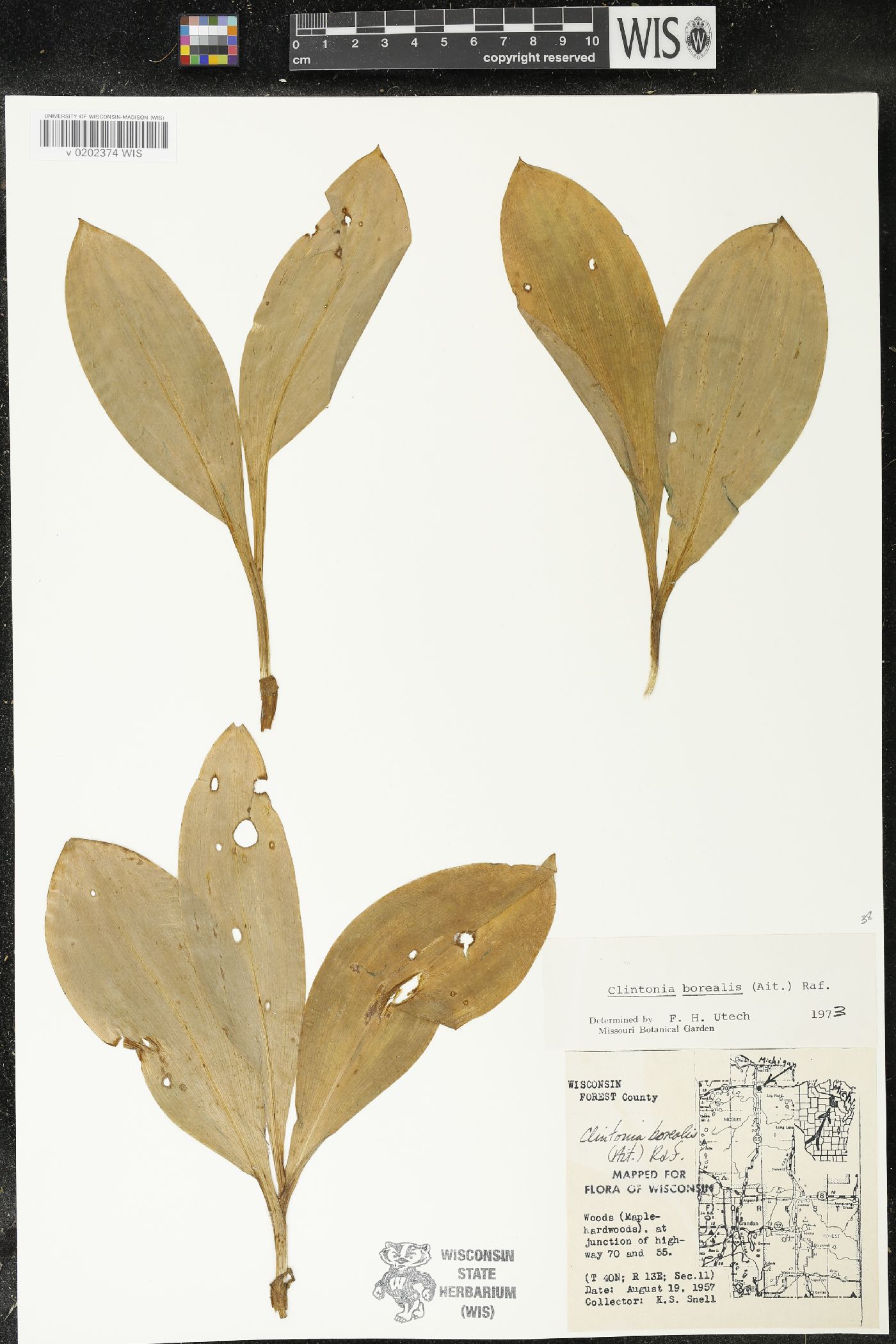 Clintonia borealis image