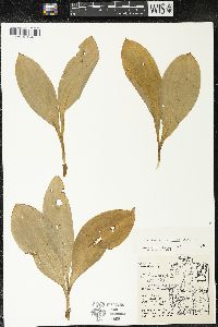 Clintonia borealis image