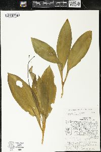 Clintonia borealis image