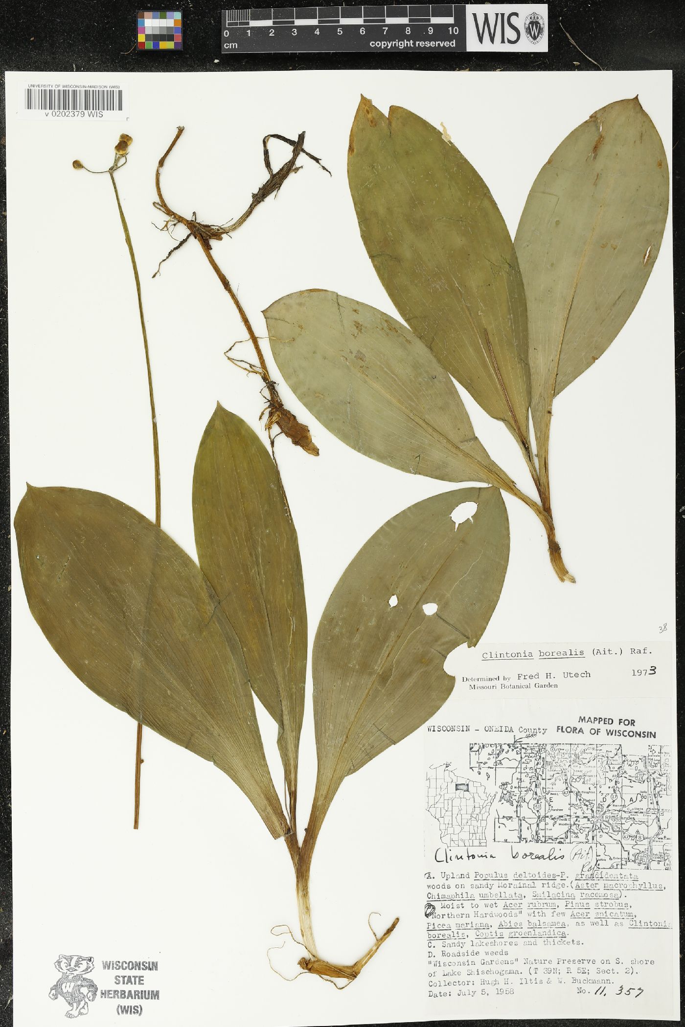 Clintonia borealis image