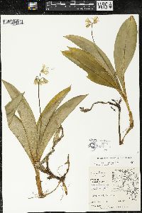 Clintonia borealis image
