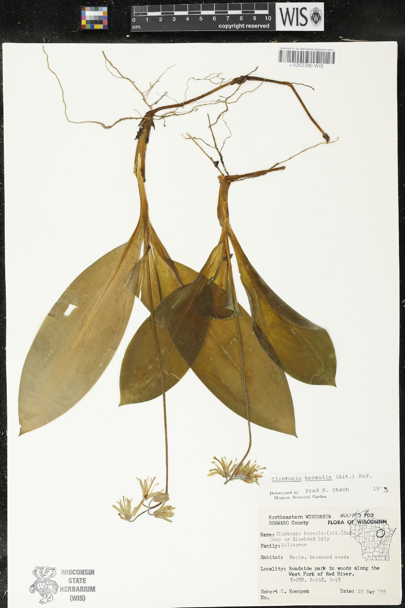 Clintonia borealis image