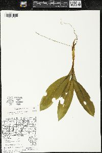 Clintonia borealis image