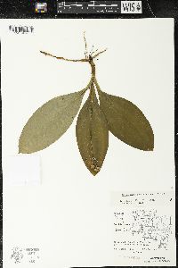 Clintonia borealis image