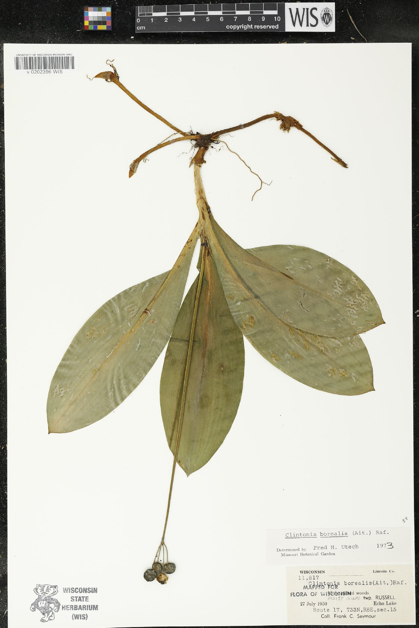 Clintonia borealis image