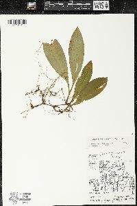 Clintonia borealis image