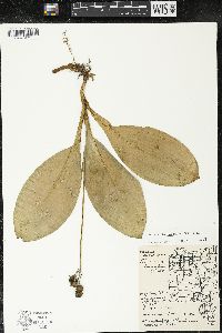 Clintonia borealis image