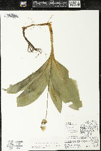 Clintonia borealis image