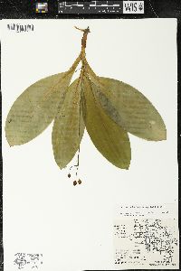 Clintonia borealis image