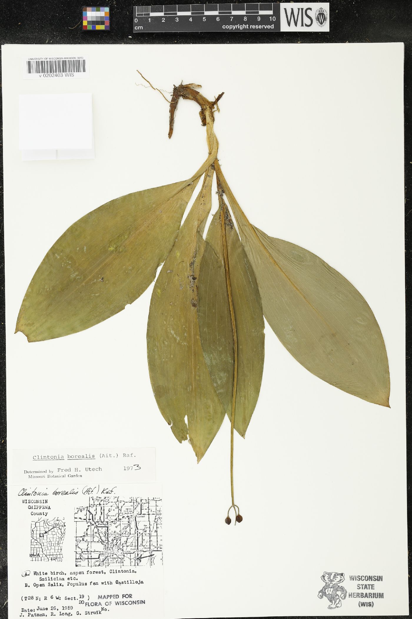 Clintonia borealis image
