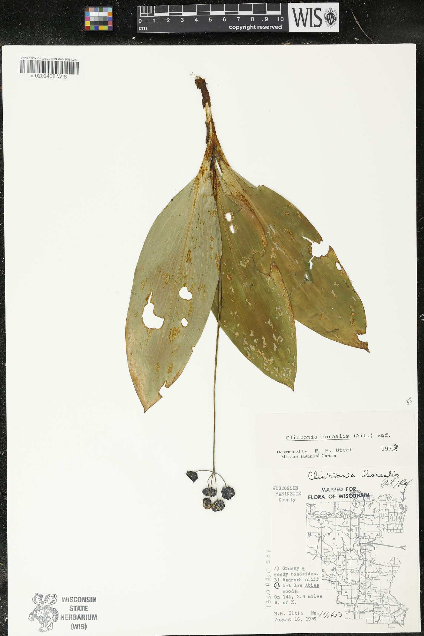 Clintonia borealis image