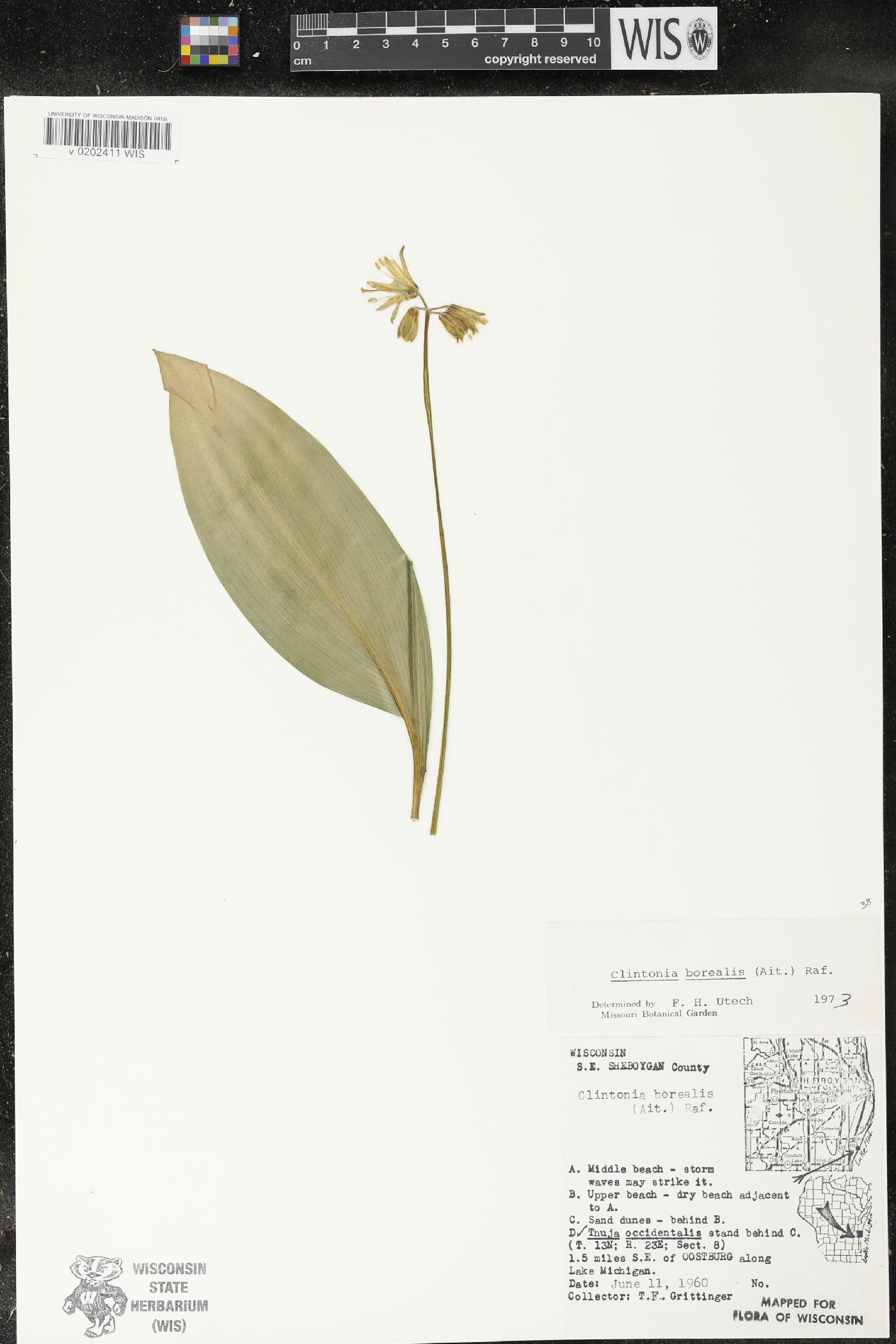 Clintonia borealis image