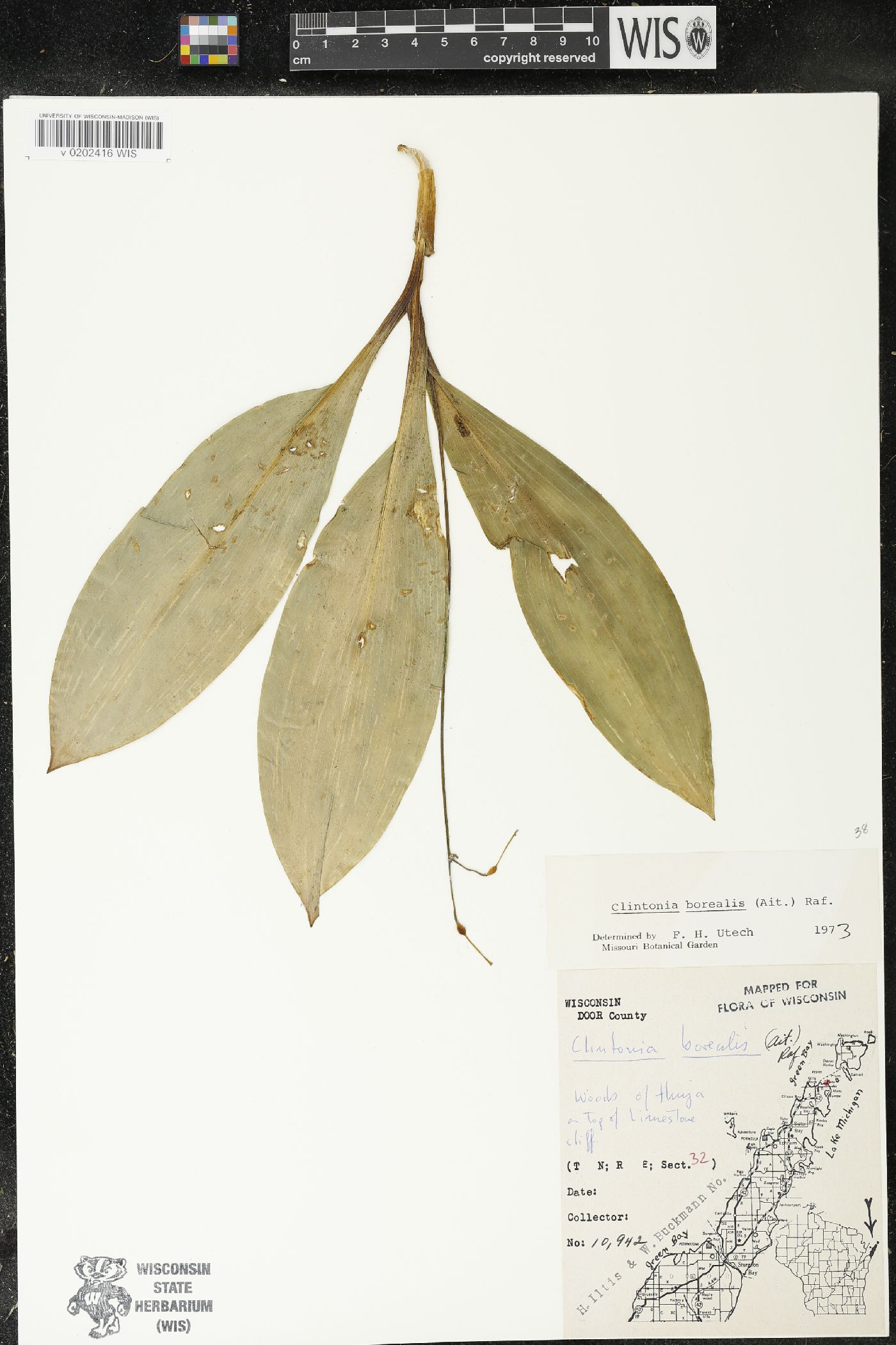 Clintonia borealis image
