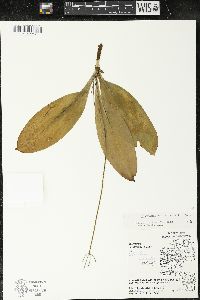 Clintonia borealis image