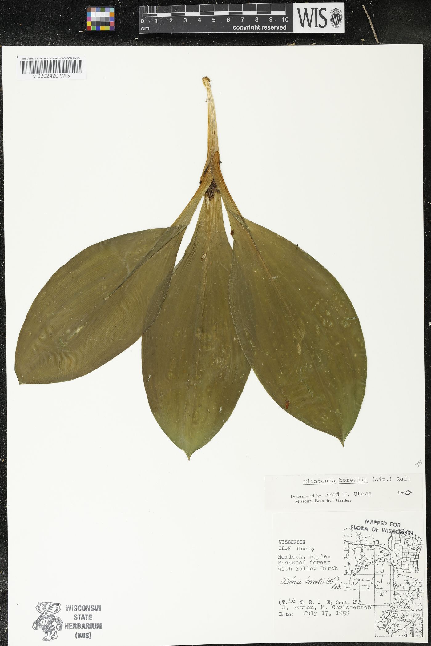 Clintonia borealis image