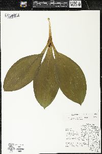 Clintonia borealis image