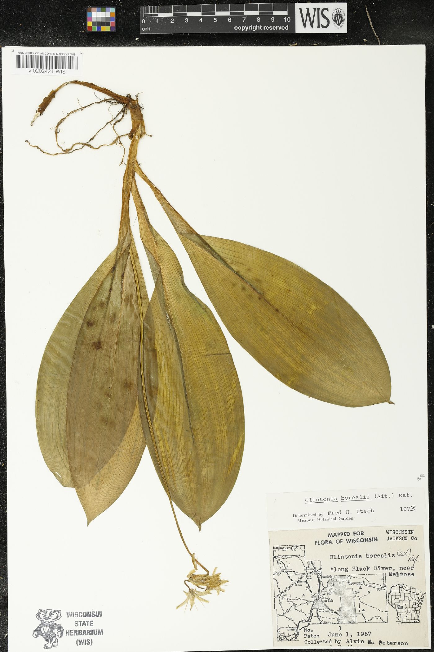 Clintonia borealis image