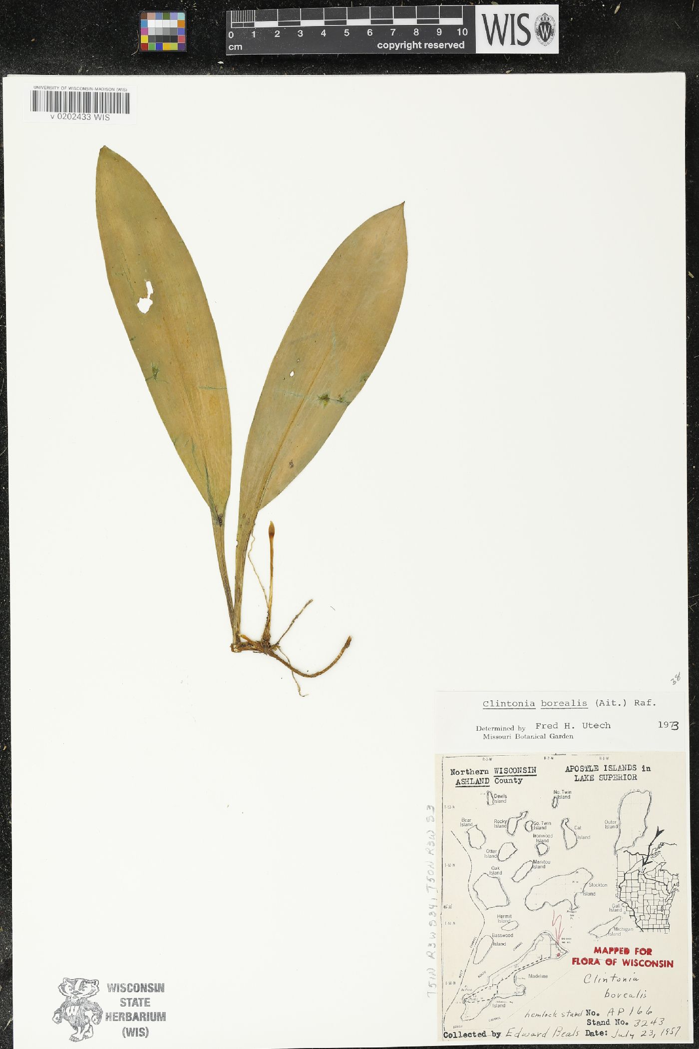 Clintonia borealis image