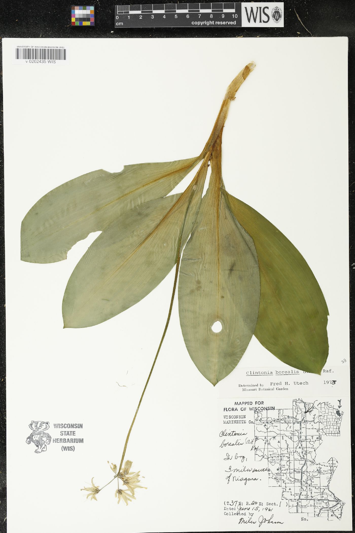 Clintonia borealis image