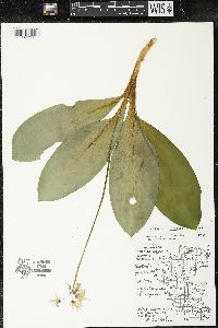 Clintonia borealis image