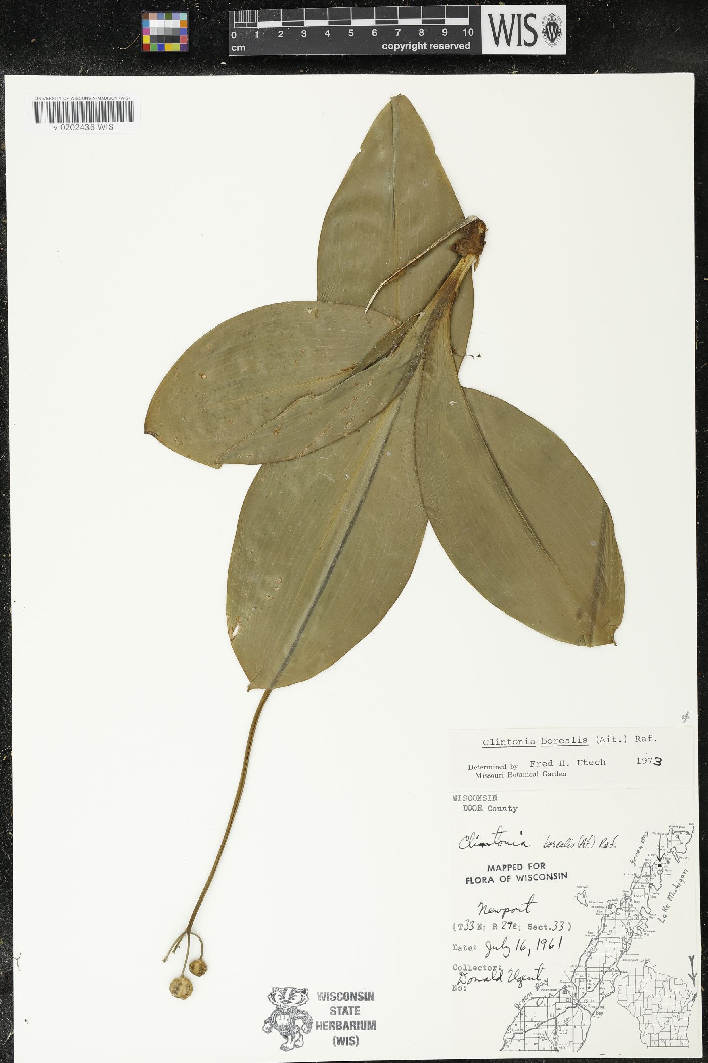 Clintonia borealis image