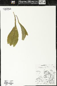 Clintonia borealis image
