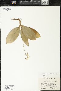 Clintonia borealis image