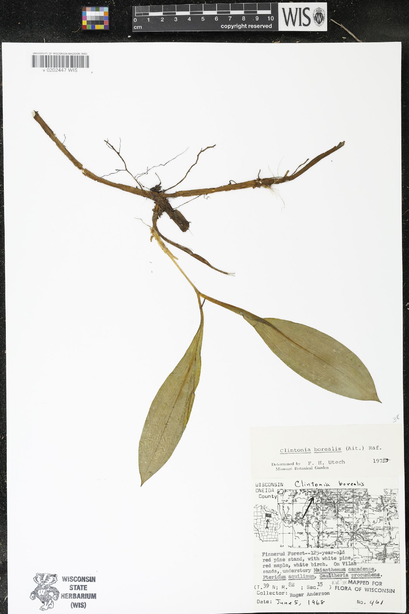 Clintonia borealis image