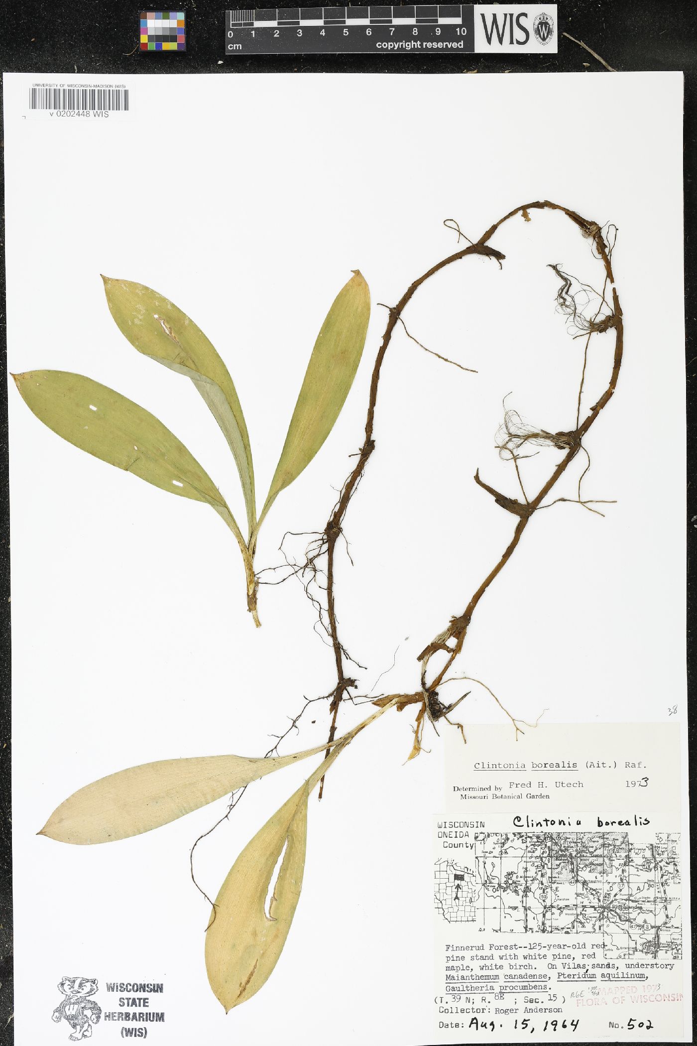 Clintonia borealis image