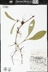 Clintonia borealis image