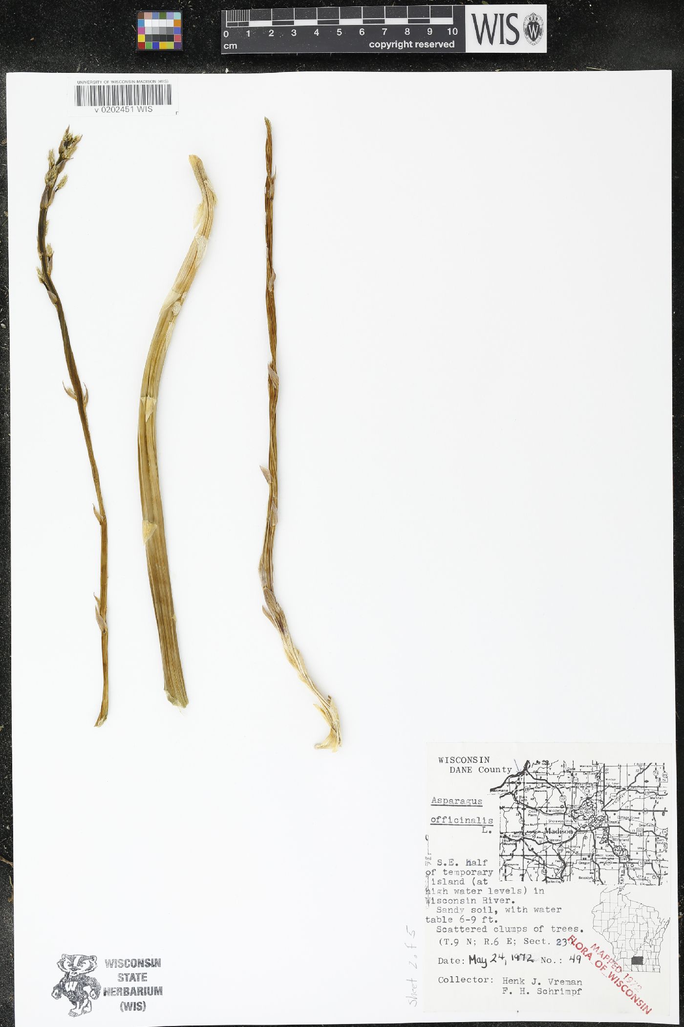 Asparagus officinalis image