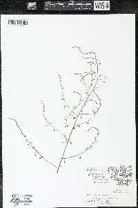 Asparagus officinalis image