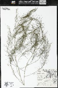 Asparagus officinalis image