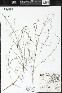 Asparagus officinalis image