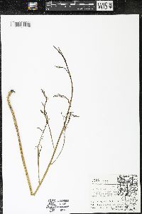 Asparagus officinalis image