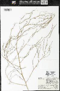 Asparagus officinalis image